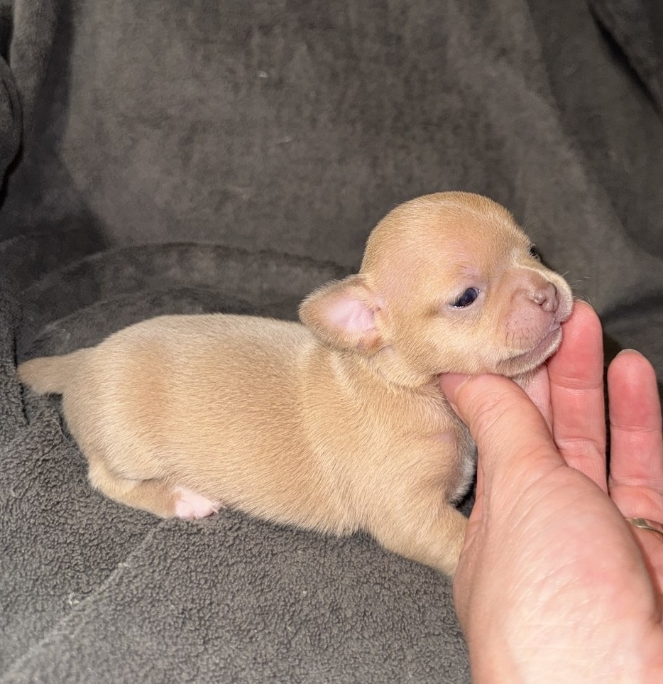 Des Cendres Du Phoenix - Chiots disponibles - Chihuahua