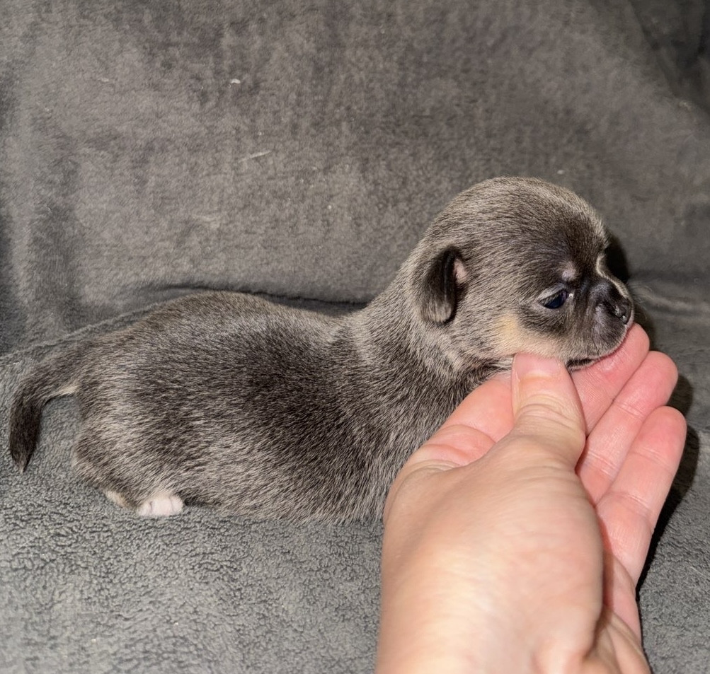Des Cendres Du Phoenix - Chiots disponibles - Chihuahua