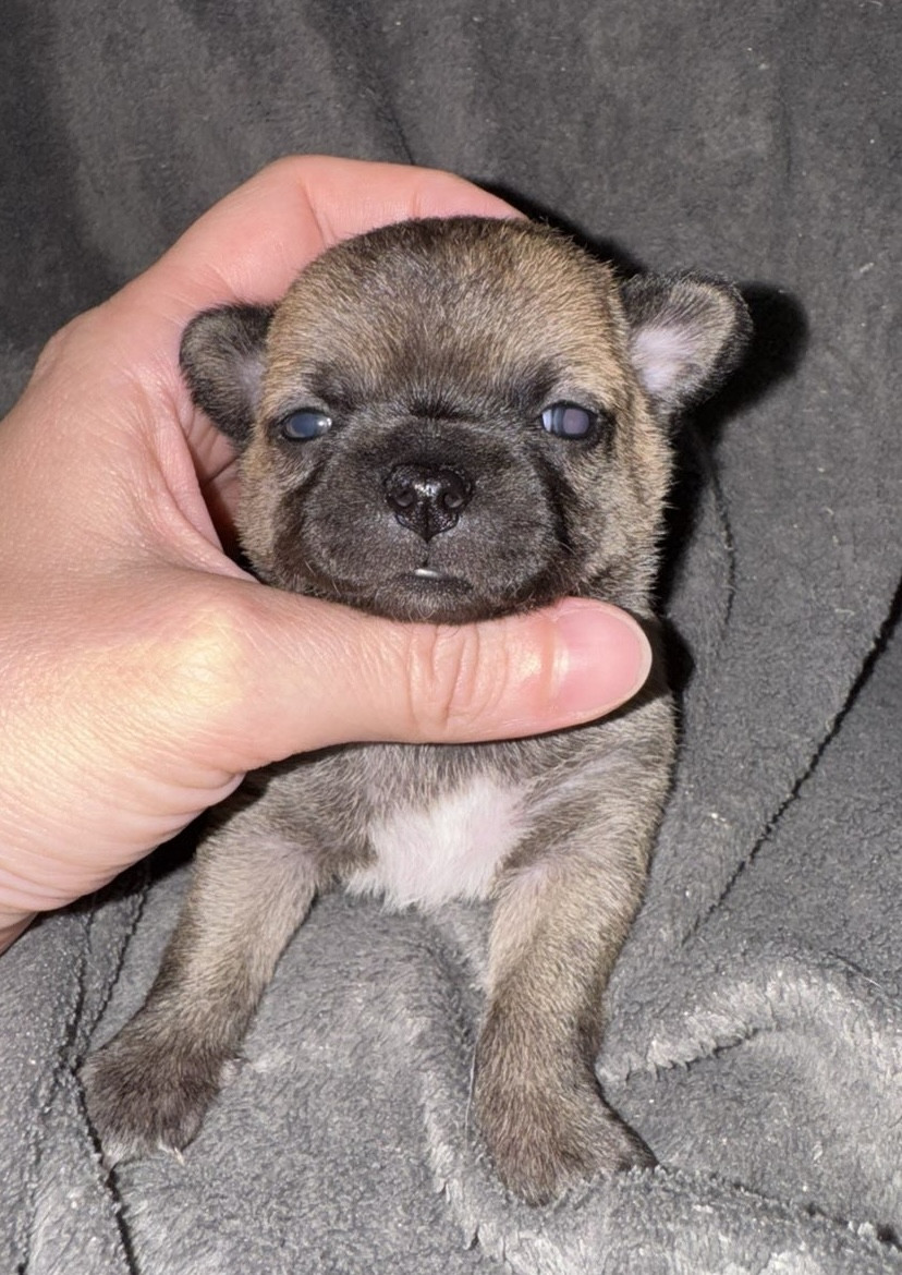 Des Cendres Du Phoenix - Chiots disponibles - Chihuahua